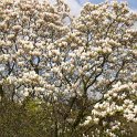 Magnolia x soulangeana P6 P30